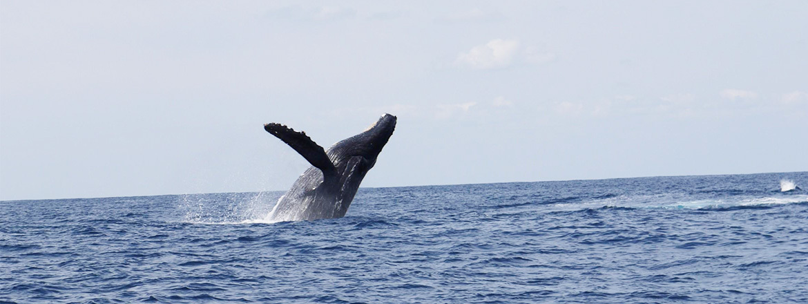 ホエールウオッチング